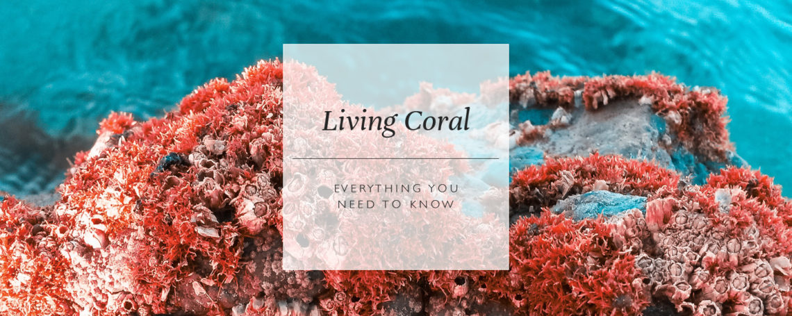 Living Coral: Everything You Need To Know About Colour Of The Year 2019