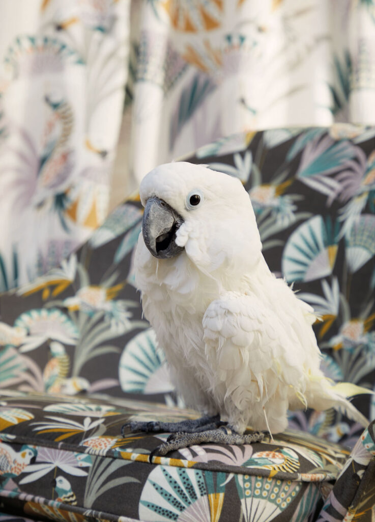 photo of Brazilian parrot sat on a floral printed chair