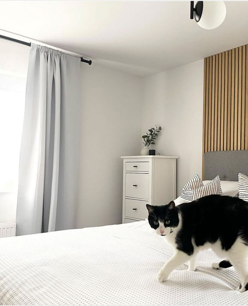 photo of a cat on top of a white bed